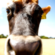 Illustration for article titled Cows Are Deadlier Than You Ever Knew